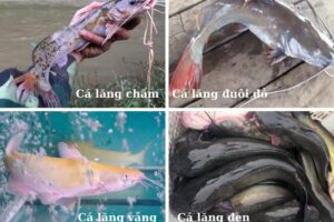 Tìm hiểu về cá lăng – Cách phân biệt cá lăng và cá chê