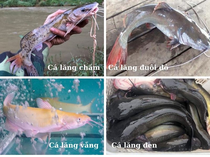 Tìm hiểu về cá lăng – Cách phân biệt cá lăng và cá chê